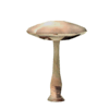 Magic Mushroom